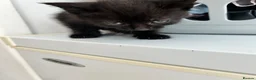 Mixed Breed cats for sale: 3 beautiful Kittens looking for their new home. - Advert 2