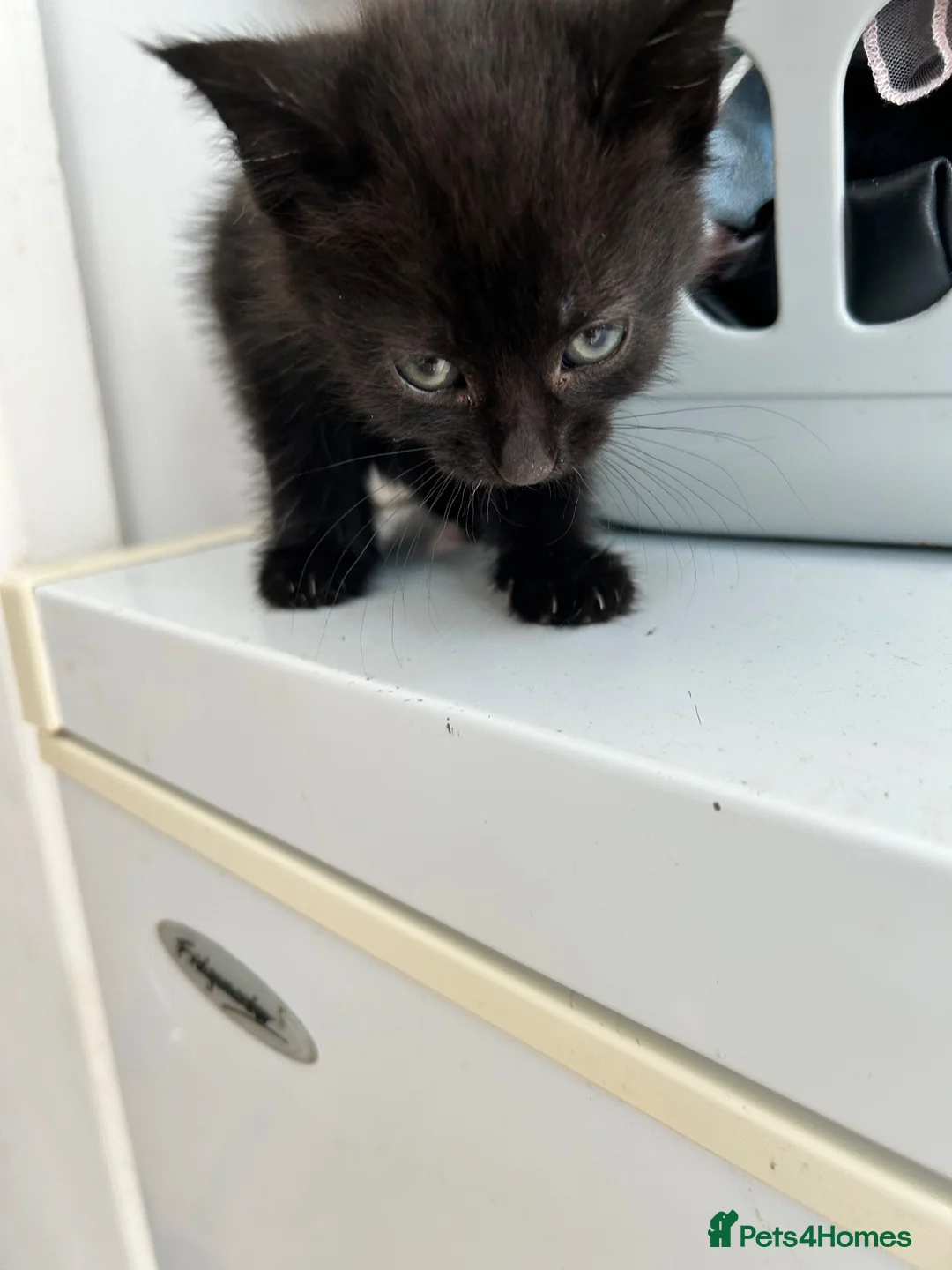 Mixed Breed cats for sale: 3 beautiful Kittens looking for their new home. - Advert 2