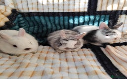 Netherland Dwarf rabbits for sale: Baby Netherland Dwarf rabbits  - Image 2