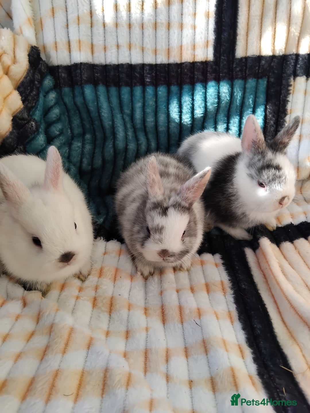 Netherland Dwarf rabbits for sale: Baby Netherland Dwarf rabbits  - Image 2