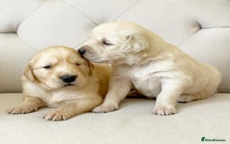 Golden Retriever dogs for sale: 🦮🐕‍🦺golden retriever puppies for sale  🐶 - Image 6