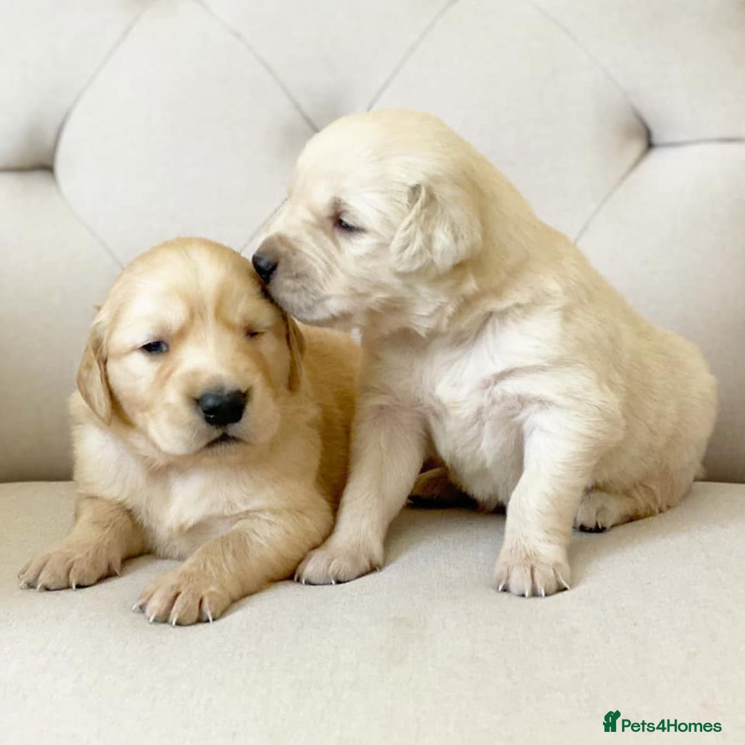 Golden Retriever dogs for sale: 🦮🐕‍🦺golden retriever puppies for sale  🐶 - Image 6