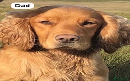 Sprocker dogs for sale: Sprocker Spaniel pups READY NOW - Image 22