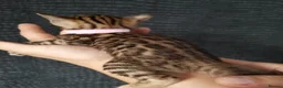 Bengal cats for sale: Top quality bengals kittens available now in Watford - Advert 4