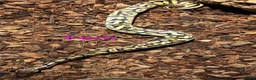 Python Snake reptiles for sale: Ball pythons (8mth). Pied/Firefly/Gene X/Mojave) - Advert 8