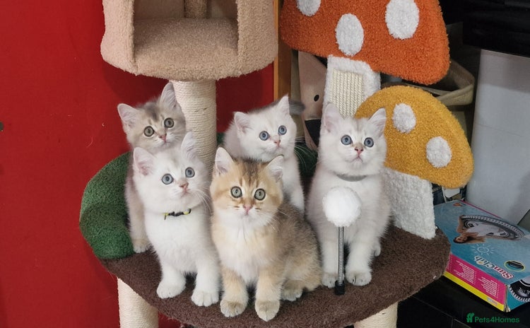 British Shorthair cats - Advert 8