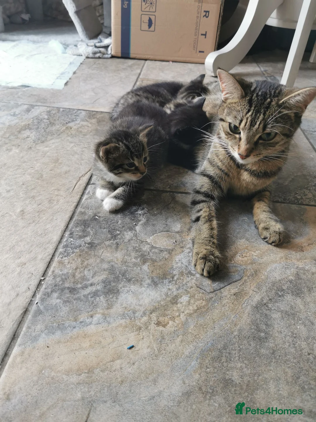 Mixed Breed cats for sale: Kittens for sale  in Bolton - Advert 2