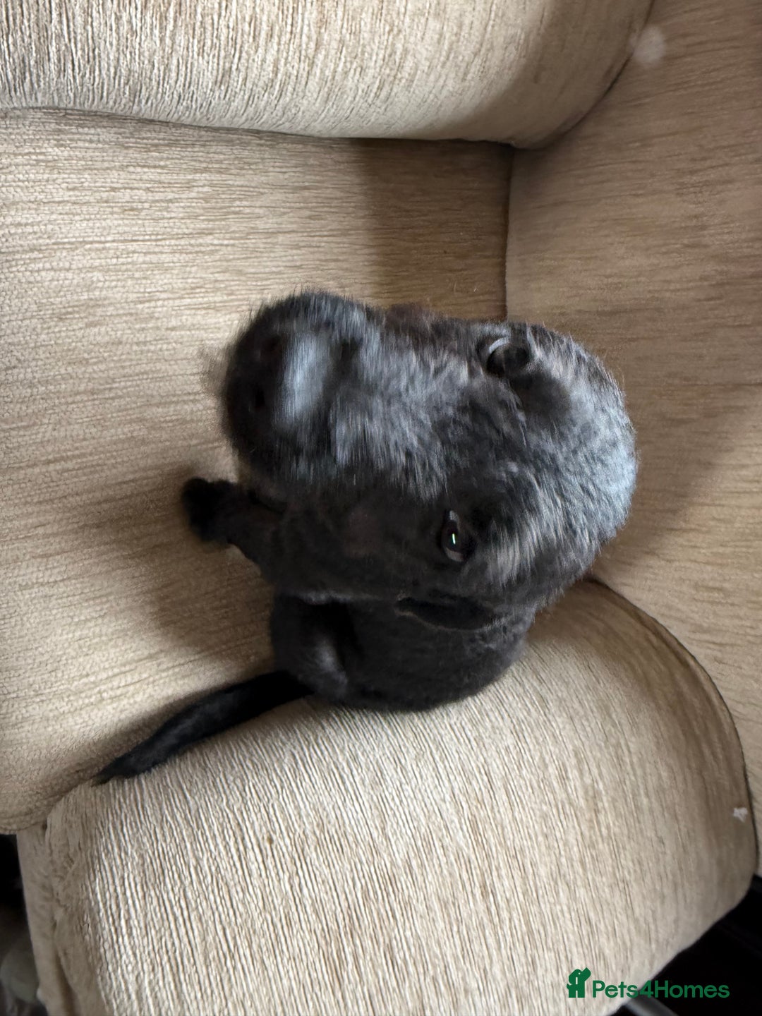 Patterdale Terrier dogs for sale: Lovely male Patterdale Terrier pup - Image 6
