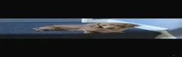 Miniature Dachshund dogs for stud: Long Hair miniature dacshund - Advert 2