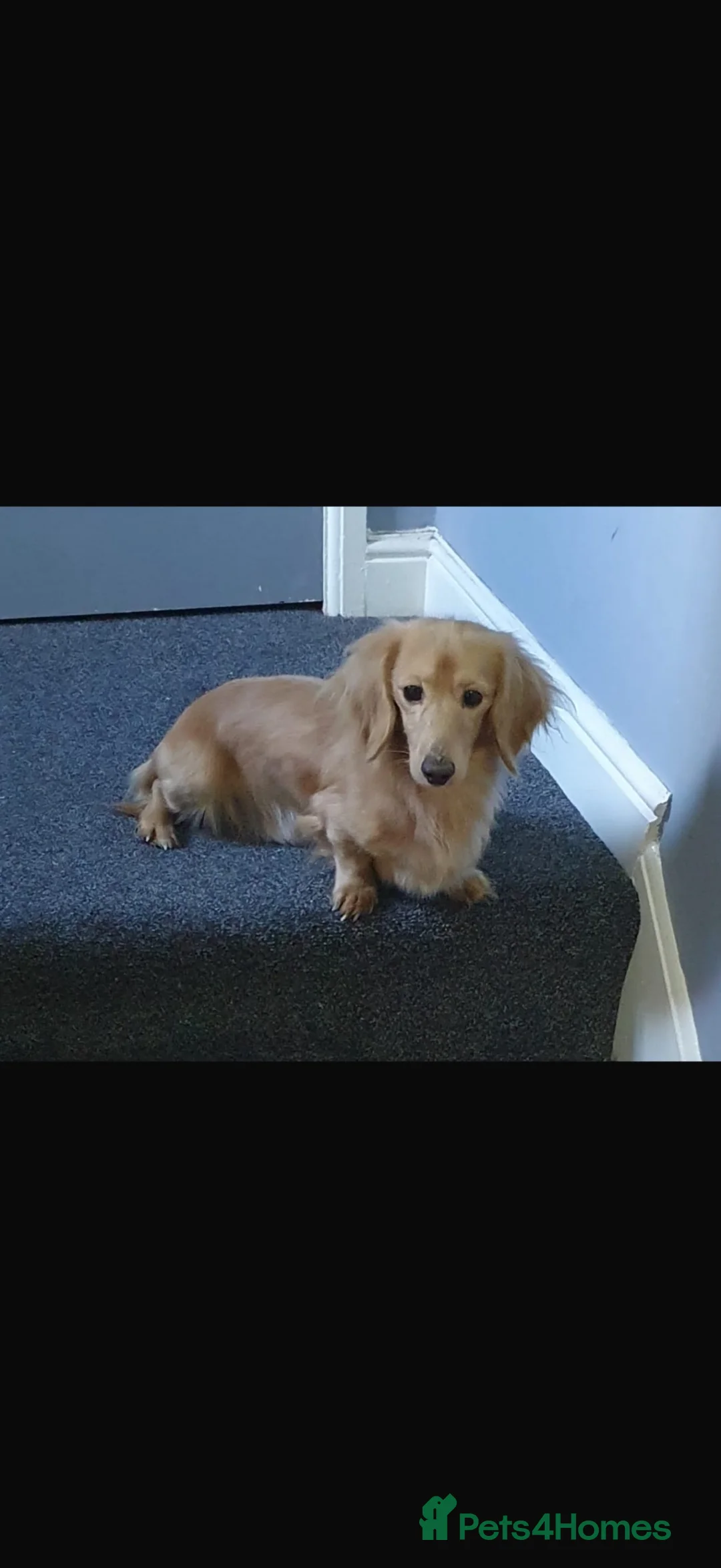 Miniature Dachshund dogs for stud: Long Hair miniature dacshund - Advert 2