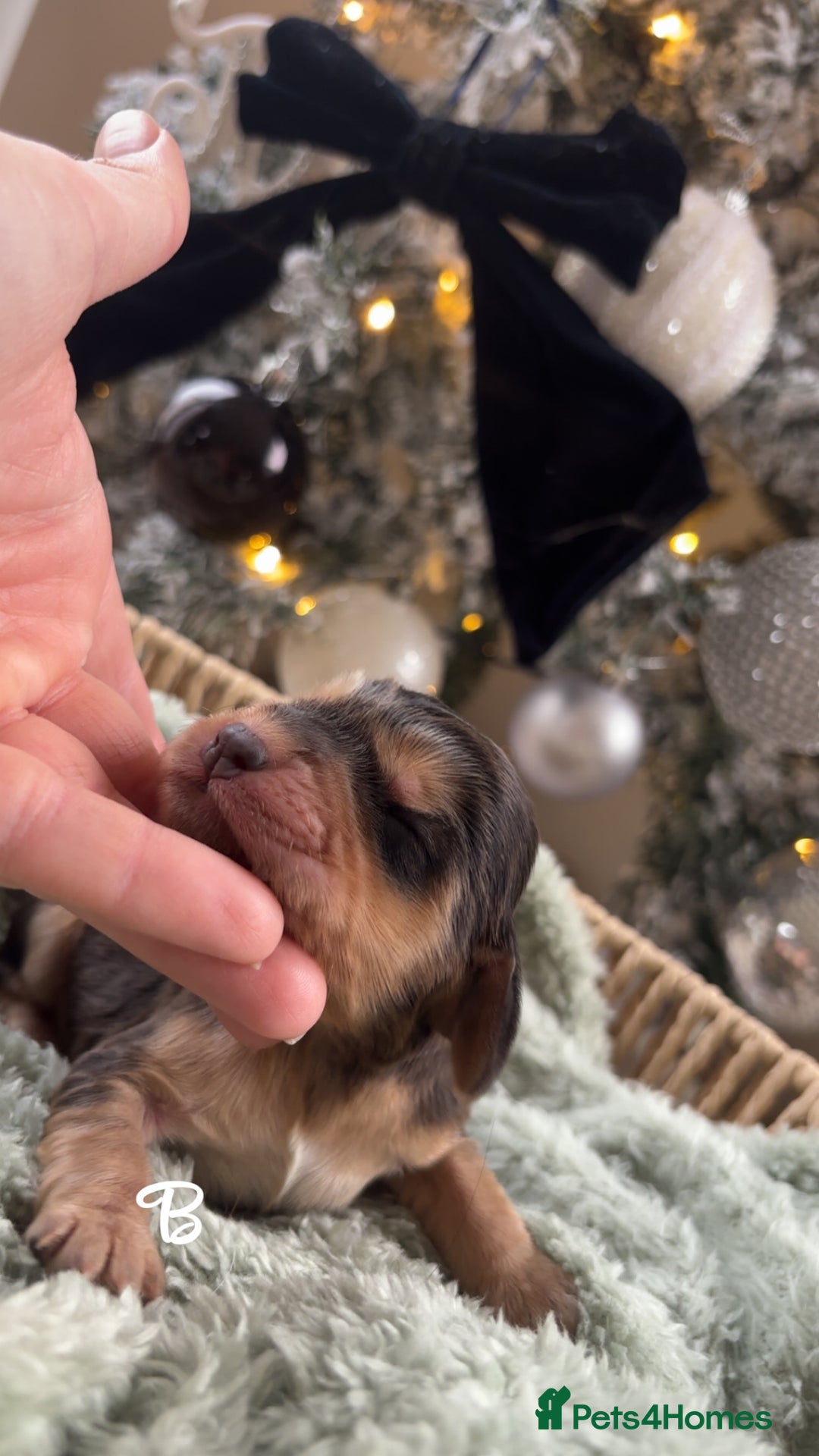 Cocker Spaniel dogs for sale: 100% sable show cockers  - Advert 8