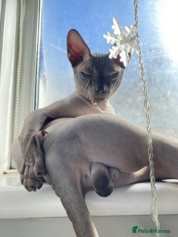Sphynx cats Beautiful Canadian Boy For Stud in London - Advert 1