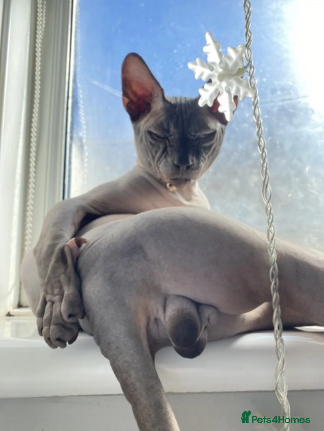 Sphynx cats for stud: Beautiful Canadian Boy For Stud in London - Advert 1