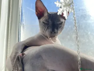 Sphynx cats Beautiful Canadian Boy For Stud in London - Advert 1