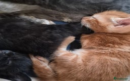 Mixed Breed cats for sale: Stunning kittens, blues, dilute gingers and blacks - Image 3