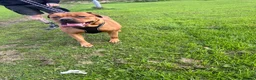 Mixed Breed dogs for sale: Presa x Rottweiler bitch  - Advert 2