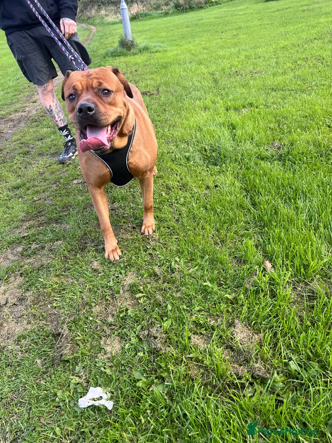 Mixed Breed dogs for sale: Presa x Rottweiler bitch  - Advert 2