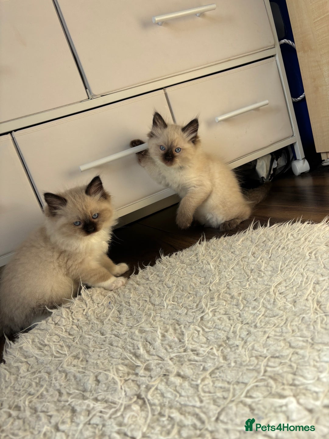 Ragdoll cats for sale: Pure Fluffy Ragdoll kittens - Advert 20