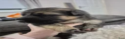 German Shepherd dogs for sale: German Shepherd Pups - Advert 10