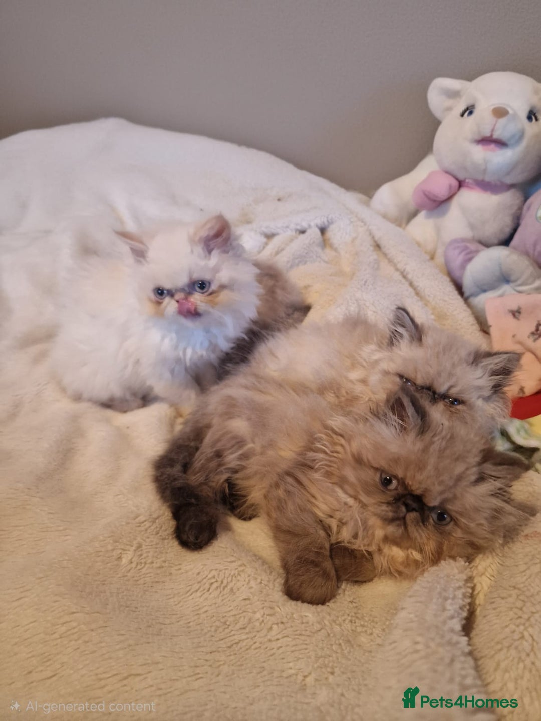 Persian cats for sale: Stunning Persian Kittens. - Advert 8