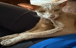 Oriental cats for sale: Lilac oriental shorthair GCCF registered  - Image 2