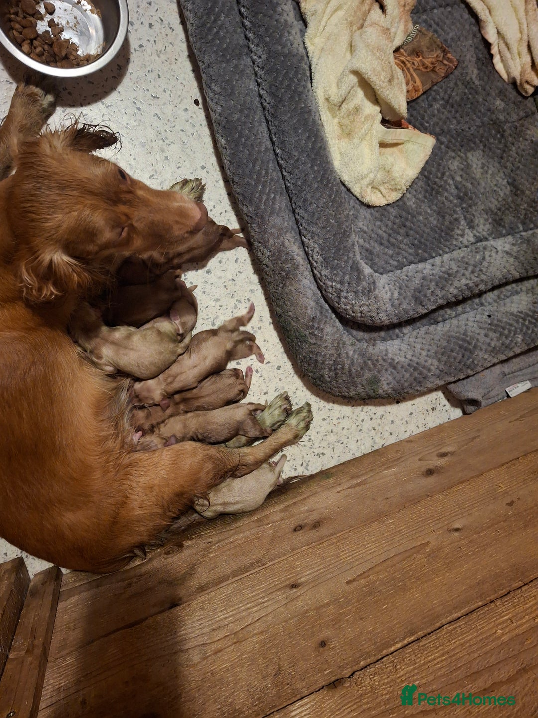 Cocker Spaniel dogs for sale: Cocker spaniel puppies  - Advert 3