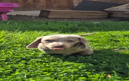 Dachshund dogs for sale: Dachshund puppies  - Image 7