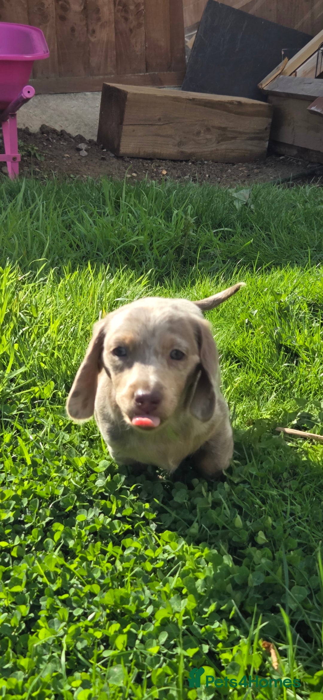Dachshund dogs for sale: Dachshund puppies  - Image 7