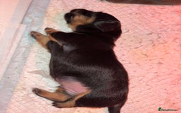 Miniature Dachshund dogs for sale: Miniature Dachshund Long haired puppies - Image 5