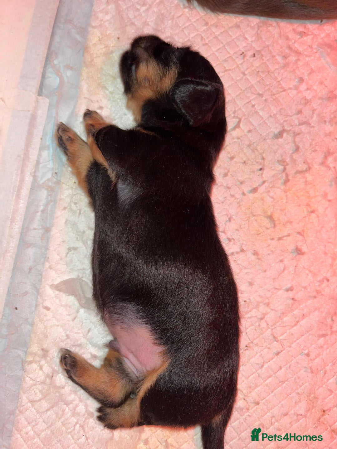 Miniature Dachshund dogs for sale: Miniature Dachshund Long haired puppies - Image 5