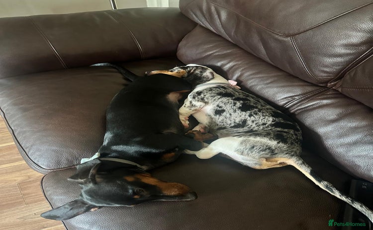 Dachshund dogs - Advert 1