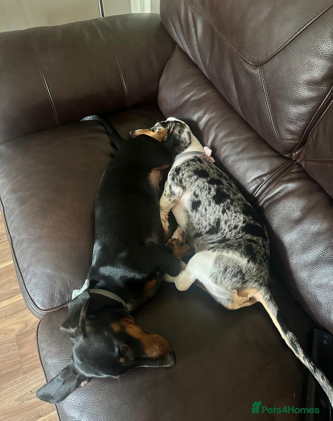 Dachshund dogs for sale: 2 Sausage dog female puppies for sale - Image 1