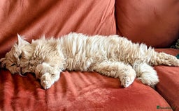 Mixed Breed cats for adoption: SIMBA BEAUTIFUL PERSIAN BOY MEDIUM ENERGY - Image 14