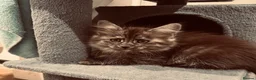 Maine Coon cats for sale: Absolutely gorgeous Maine Coon cross Kittens - Advert 16