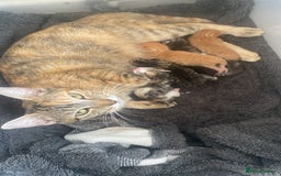 Mixed Breed cats for sale: Female kitten 9 weeks old  - Image 4