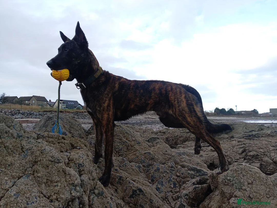 Belgian Shepherd Dog dogs for sale: BELGIAN SHEPHERD X DUTCH SHEPHERD - Advert 2
