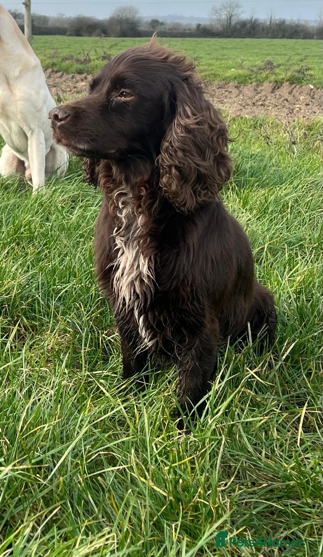 Sprocker dogs for sale: Sprocker puppies  - Advert 7