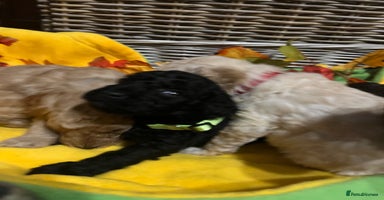 Miniature Poodle dogs Very well bred KC Miniature Poodles - Advert 4