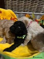 Miniature Poodle dogs Very well bred KC Miniature Poodles - Advert 10