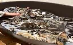 Mixed Breed cats for sale: Adorable kittens  - Image 5