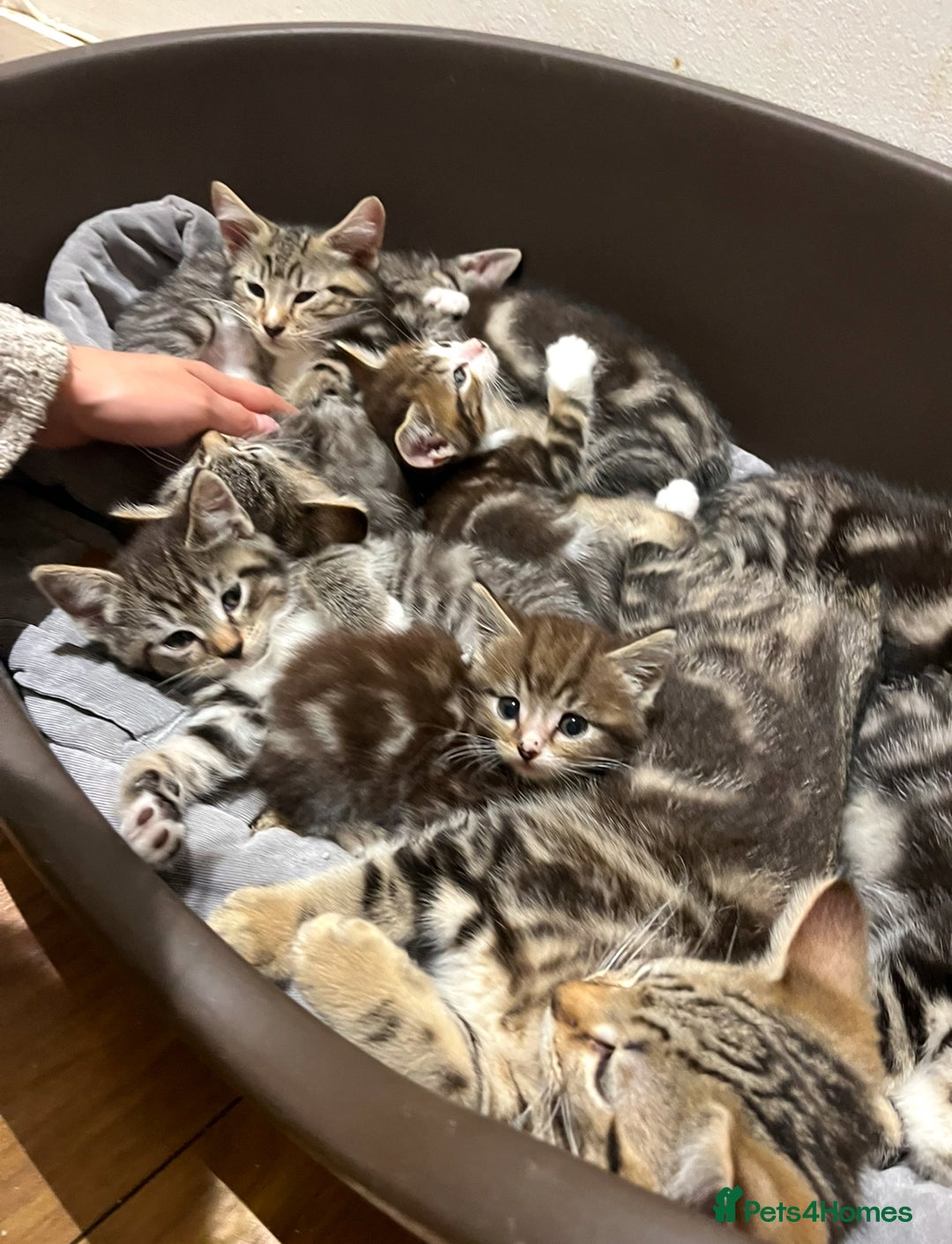 Mixed Breed cats for sale: Adorable kittens  - Image 5