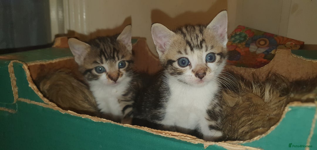 Mixed Breed cats for sale: 7 weeks old kittens  - Image 4