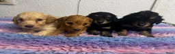 Toy Poodle dogs for stud: Toy poodle for stud brown/white PRA clear - Advert 5