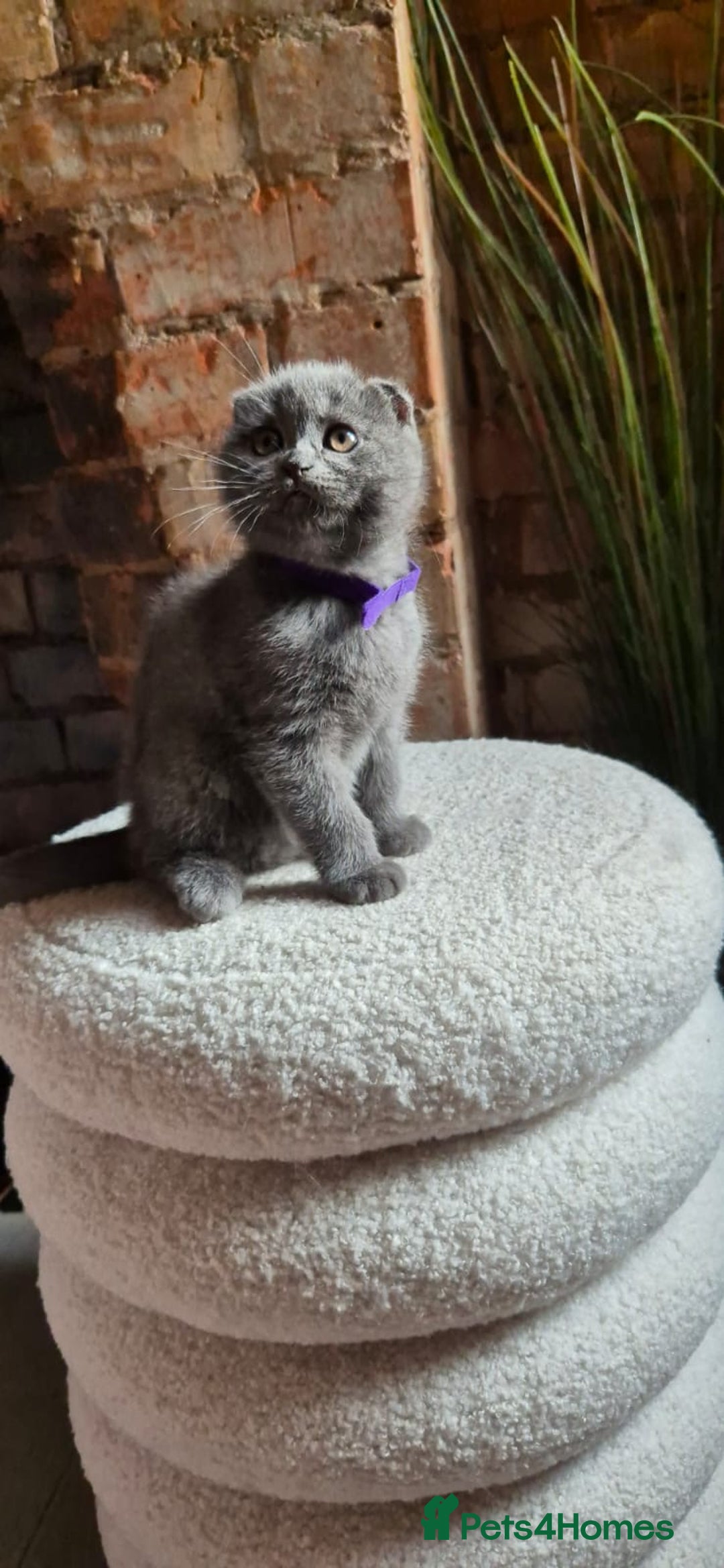 Scottish Fold cats for sale: Adorable Scottish Fold and Straight Kittens  - Image 19