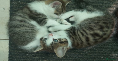 Mixed Breed cats - Advert 8