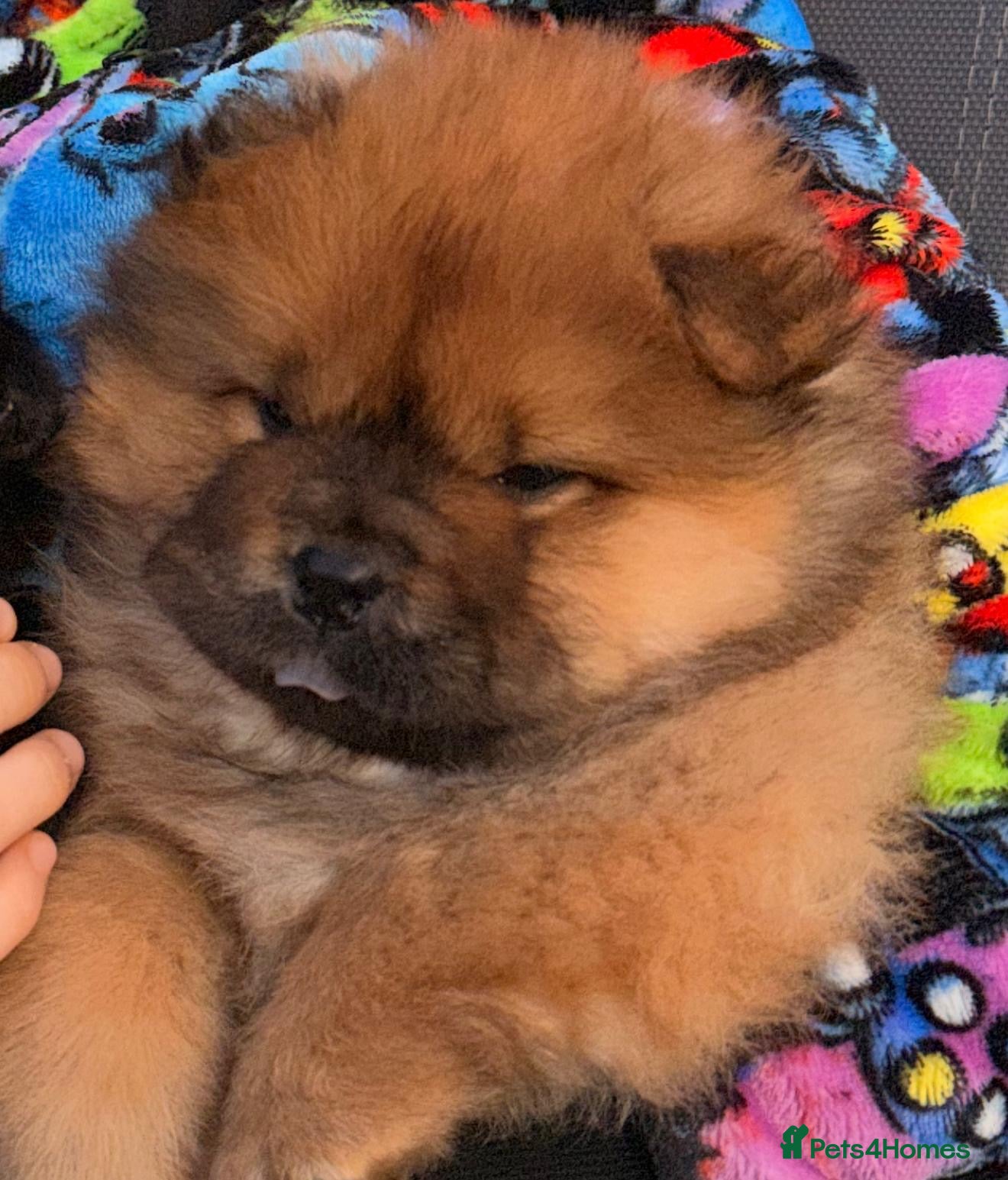 Chow Chow dogs Ready to go to their new homes.  - Advert 7