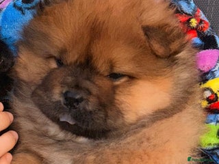 Chow Chow dogs Ready to go to their new homes. - Advert 7