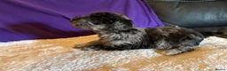 Toy Poodle dogs for sale: GORGEOUS Toy Poodles, DNA health tested parents  - Advert 16