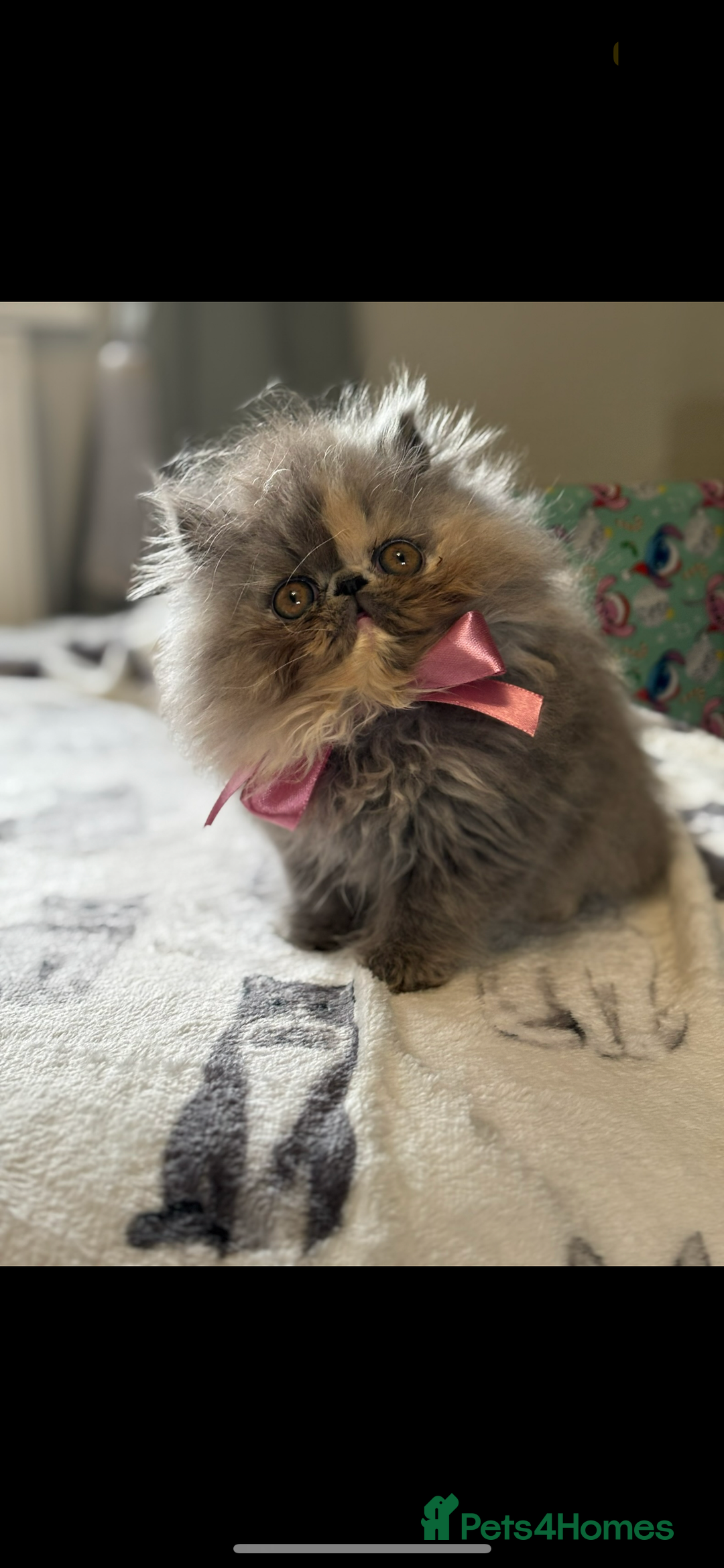 Persian cats for sale: Beautiful Female Persian Kitten🩷 - Advert 4