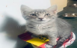 Mixed Breed cats for sale: Little ones are looking for home - Image 7